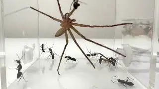 Spider vs. Ant: The End of the Battle