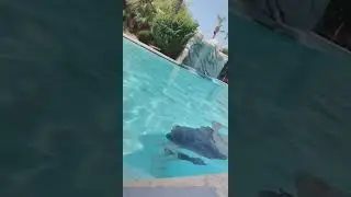 Hitting the pool after garage work in AZ summer be like&hellip; #bikini #sundayfunday #poolday