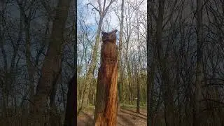 Сова