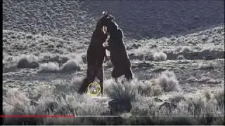 Great Footage Of Wild Horses In Nevada - Good Stallion Take Downs