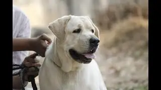 Labrador Retriever|Labrador kerala|Labrador malayalam|lab dog malayalam #petsnvets #labradors