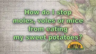 How do I keep moles, voles and mice from eating my sweet potatoes?