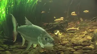 goliath tigerfish razor sharp teeth