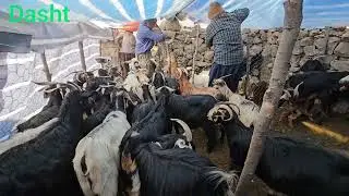 Hard life of Iranian nomads  | Building a mud house and bringing river water 💧 in the ancient way 🏺
