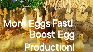 How to Get More Duck Eggs Fast | Secret Egg Boosting Tips!✅