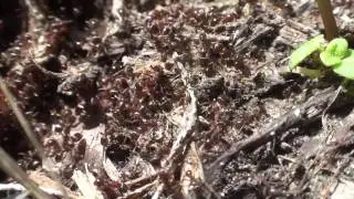 Tetramorium in war.mpg