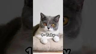 Top 10 Cute male cate names ❤️