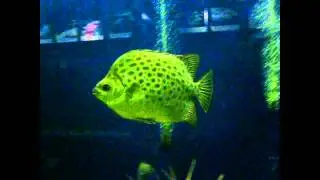 Big Spotted Scat (Scatophagus argus) Fish