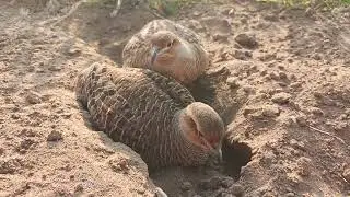 partridge bird pair,pheasant birds pair breeding season