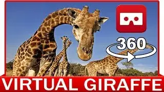 360&deg; VR VIDEO - GIRAFFE - AFRICA - SAFARI - DISCOVERY ANIMAL & NATURE - VIRTUAL REALITY 3D
