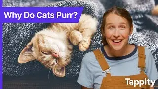 Why Do Cats Purr? | Cats for Kids | Ask Tappity: Science Questions & Answers