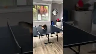 Cat Interrupts Game of Ping Pong by Attempting to Grab Tennis Ball - 1499839