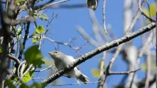 Grey Warbler / riroriro feeding fledgling