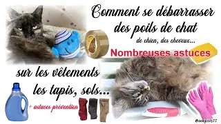 Comment enlever facilement les poils de chat, chien des habits, tapis, plaids...nombreuses astuces!