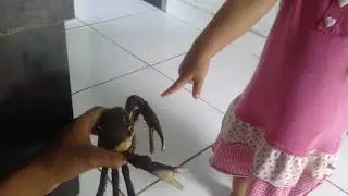 Natinha ja conhece o Kambara ( Caranguejo ) na L&iacute;ngua Patxoh&atilde;