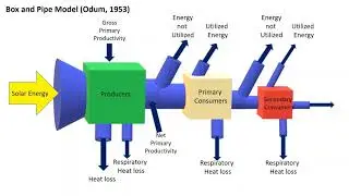 Food chain, Food Web and Energy Transfer