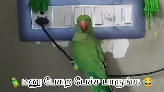 டீனு குட்டி கூண்டுல போட்டு அடைச்சுட்டேன்னு எப்படி பேசுறான் பாருங்க 😂||my talking parrot teenu kutty