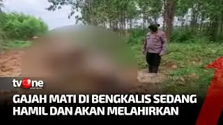 Gajah Hamil Ditemukan Mati di Bengkalis, Keluar Darah dari Belalai dan Mulut | AKIM tvOne