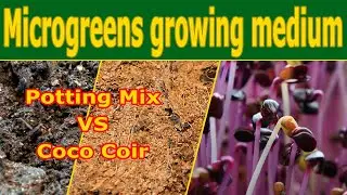Grow MICROGREENS in soil or coco coir? EXPERIMENT