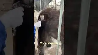 The painting of the reindeer costume is in progress and will be completed soon!!! | Dinosaur Daily