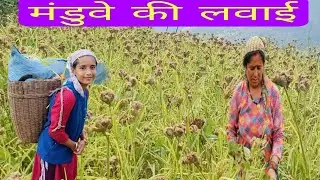 मंडुवे की लवाई pahadi lifestyle vlogs 