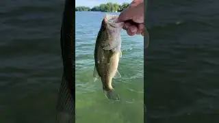 Largemouth bass #bass #bassfishing #lakestclair #greatlakes #gamefish