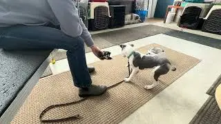 Muzzle Conditioning With Raisin