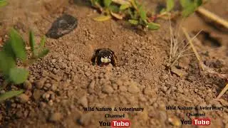 European beewolf (Philanthus triangulum).It's also called Bee-wolf, bee-killer wasp.