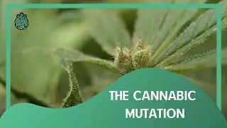 THE CANNABIC MUTATION