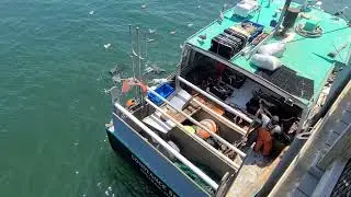 Chatham Constance Sea Fishing Boat Brings in its Catch