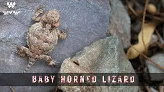 Herping Arizona: Rattlesnakes and a CUTE baby Horned Lizard!