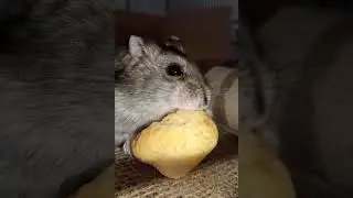 Hamster Diary 27: A delicious 🍰 #hamster #cute #pets #funny