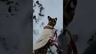 Pouncer passes the dog park.