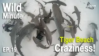 Ending Tiger Beach With a Bang... Bimini Bound! - Wild Minute Episode 19