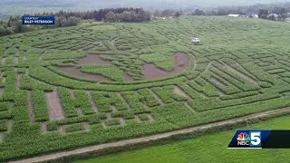 New England's largest corn maze reopens for 2020 season