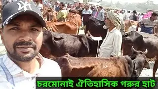 চরমোনাই ঐতিহাসিক গরুর হাট|📣 🇧🇩 Welcome to চরমোনাই গরুর হাট (Charamonai Cattle Market| গরুর দাম কম🐄