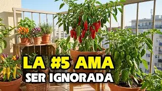 Estos 7 Chiles Crecen PRÁCTICAMENTE Solos – ¡El #5 Te Sorprenderá!