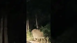 #animal #elephant #spotted Adventurous #shorts Gavi #kerala #nightsafari #youtubeshorts 🦣🦣