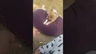 ab ye kon aa gya bhai Coco k pass 🤣🤣Coco frnd👻#cutepuppies #goldenretreiver Coco #petlover #shorts