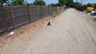 Rescue injured Raven for wildlife hospital