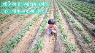Today Khadija will show us around our tomato field | আজকে খাদিজা টমেটু খেত ঘুরে দেখাবে