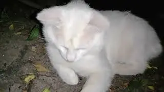 Night behavior of a cat #cat #night #walkatnight
