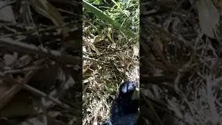 Black wild cock trapped..🦃🦃🦃🦃