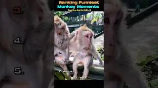 Top 7 Funniest Monkey Moments ( You Wouldn't Believe ) |Funny Moments Part-51|#funny #shorts