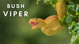 The Bush Viper: Insane Reptile | Dangerous Snake | Free Stock Footage | No Copyright Video