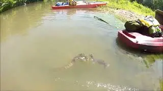 BIG CATFISH VS ANACONDA [Fight to the death]