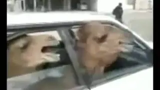 2 camels 1 car the new brutal death metal band long version