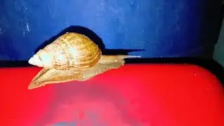 nature slow-motion snails 