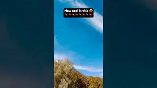 Bird Traffic Jam in the Sky?! 🐦✈️ #NatureFails #shorts
