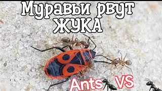 Жучара хотел отбиться но ОНИ его ПОРВАЛИ  Bug and ants SOLDIER VS ants Муравьи против